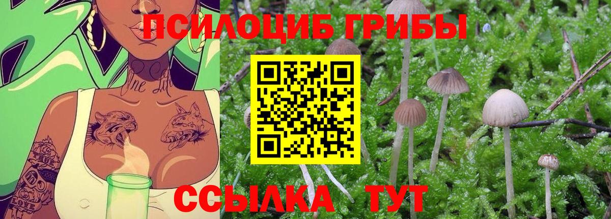 Галлюциногенные грибы Psilocybe Тында